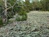 Klapperstensfält i Norrfällsviken