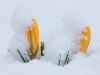 Krokus i snö.