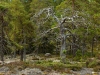 Död tall i Skuleskogens nationalpark