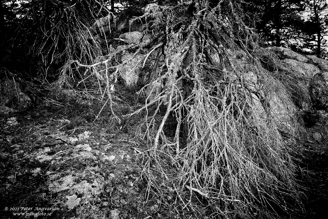 Döda träd på Skuleberget, Höga Kusten.