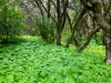 La_Gomera_La_Laguna_Grande_pangfoto_se_Q2A6602