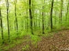 Bokskog på Ramnåsberget, Torup; Halland.