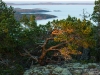 Solens strålar på tall på Vårdkullberget, Docksta, Höga Kusten.