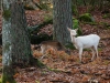 Dovhjort. Hind och kalv.