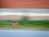 hare_oskarpa_pangfoto_se_mg_6403