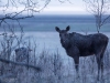 Älg i frostnupet landskap