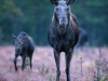 Älgko och älgkalv på mosse