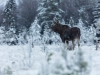 Älgko på mosse i snölandskap