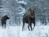 Älgtjur på mosse i vinterskrud