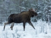 Älgtjur på mosse i vinterskrud