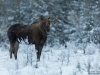 Älgtjur på mosse i vinterskrud