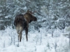 Älgtjur på mosse i vinterskrud