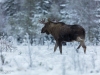 Älgtjur på mosse i vinterskrud