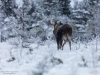 Älgtjur på mosse i vinterskrud