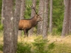 Kronhjort i tallskog