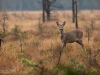 Råget på mosse