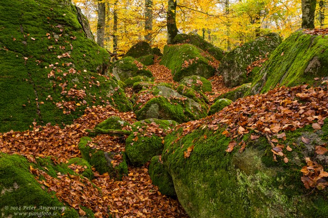 torne_bokskog_pangfoto_se_U7A0699