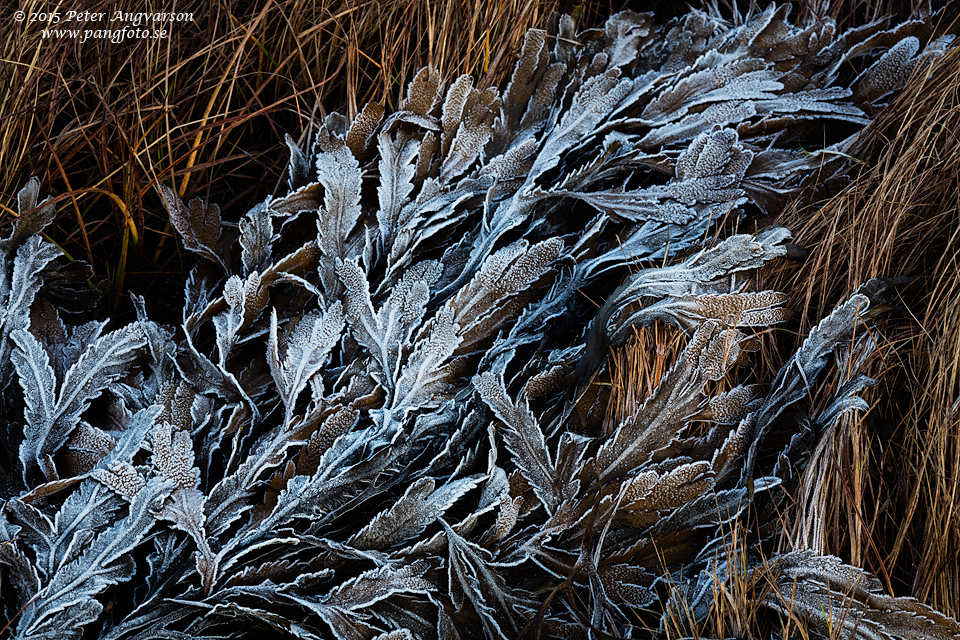 tang_frost_pangfoto_se_Q2A2209