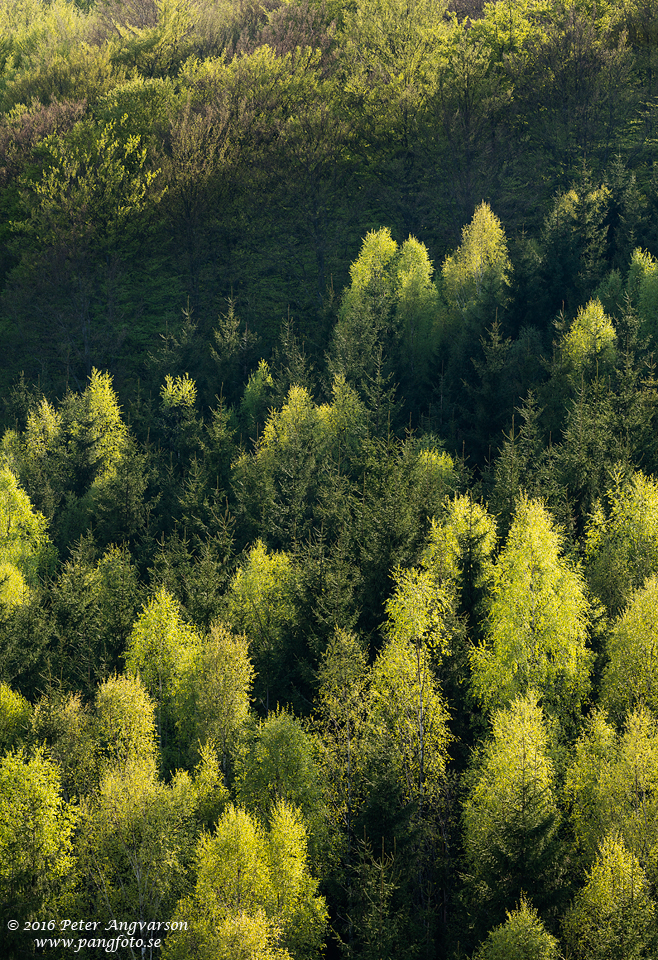 skog_var_pangfoto_se_Q2A7609