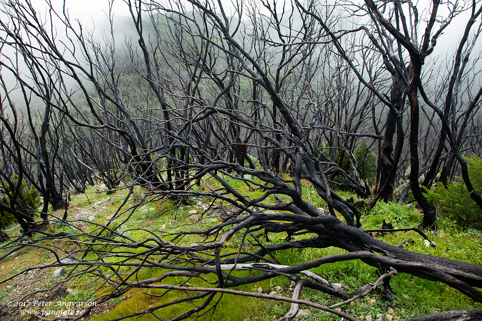 La Gomera, Garajonay