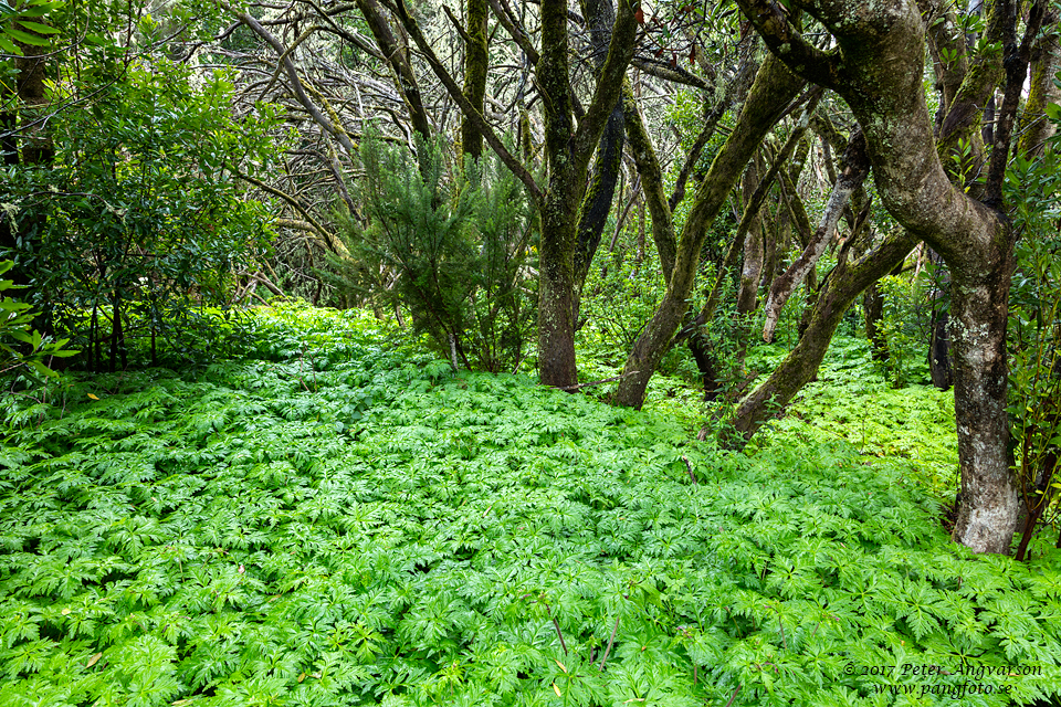 La Gomera, Garajonay