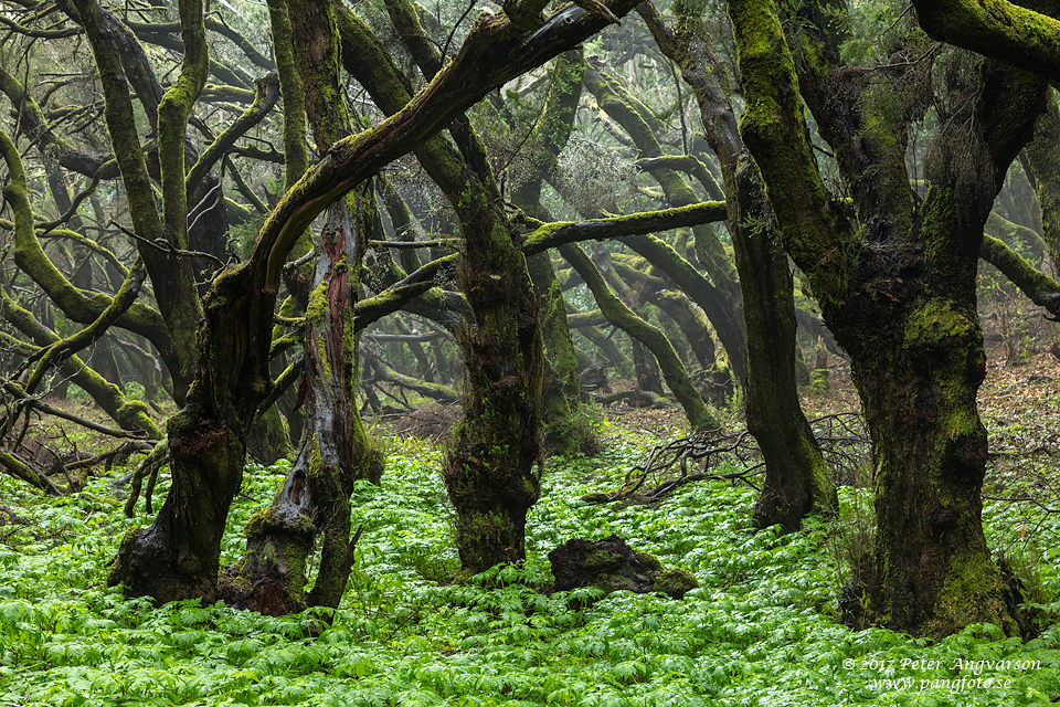 La Gomera, Parque Nacional de Garajonay