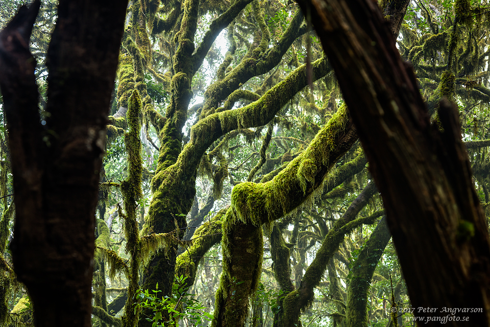 La Gomera, Parque Nacional de Garajonay