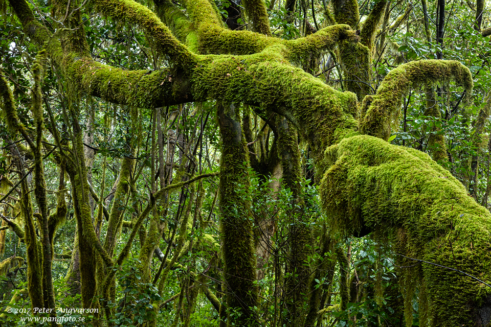 La Gomera, Parque Nacional de Garajonay