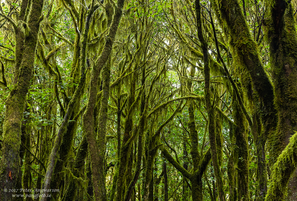 La Gomera, Parque Nacional de Garajonay