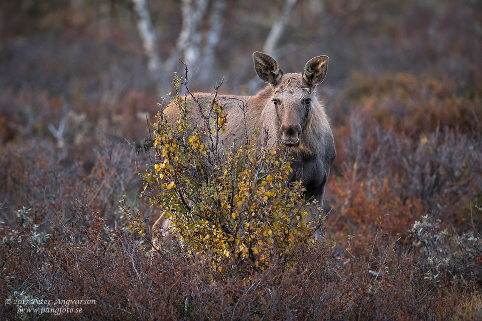 Älg, Dovre, Norge