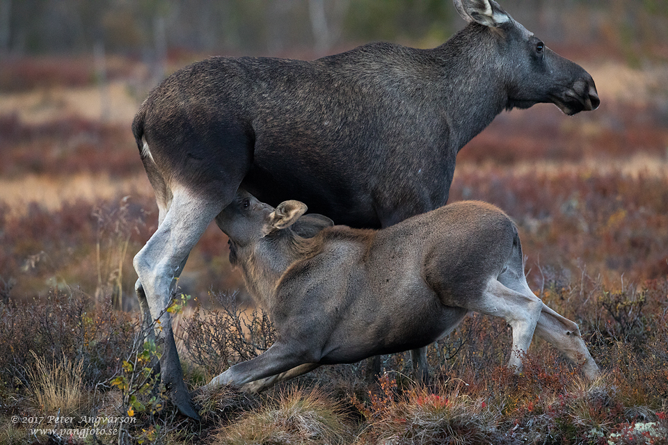 Älg, Dovre, Norge