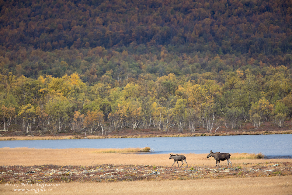 Älg, Dovre, Norge