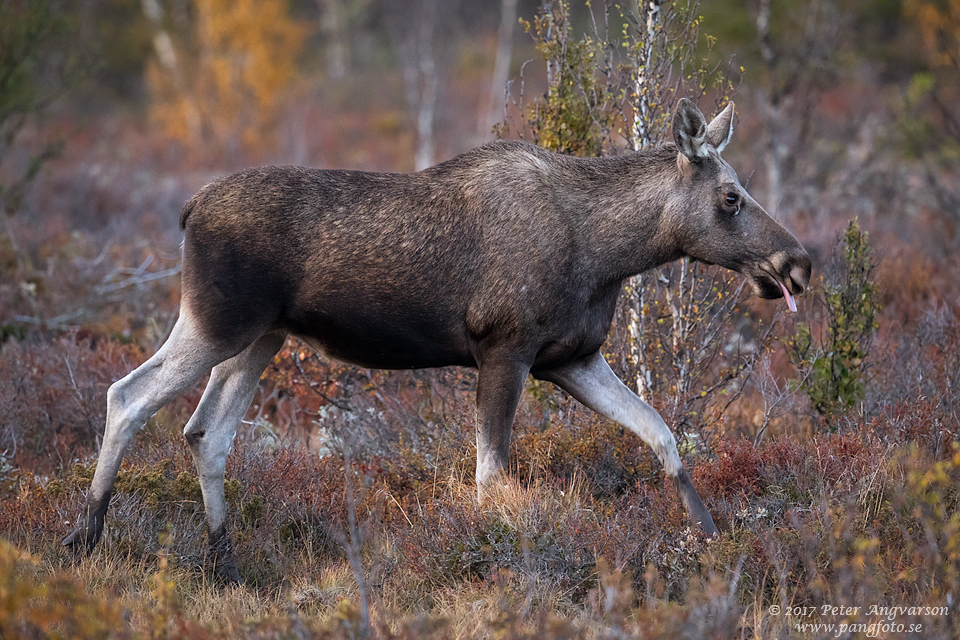 Älg, Dovre, Norge