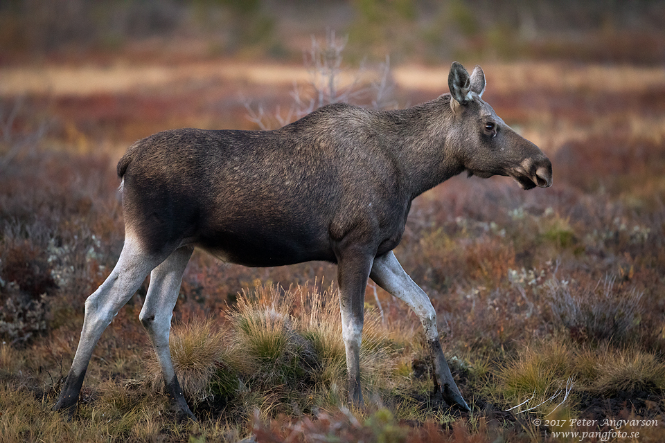 Älg, Dovre, Norge