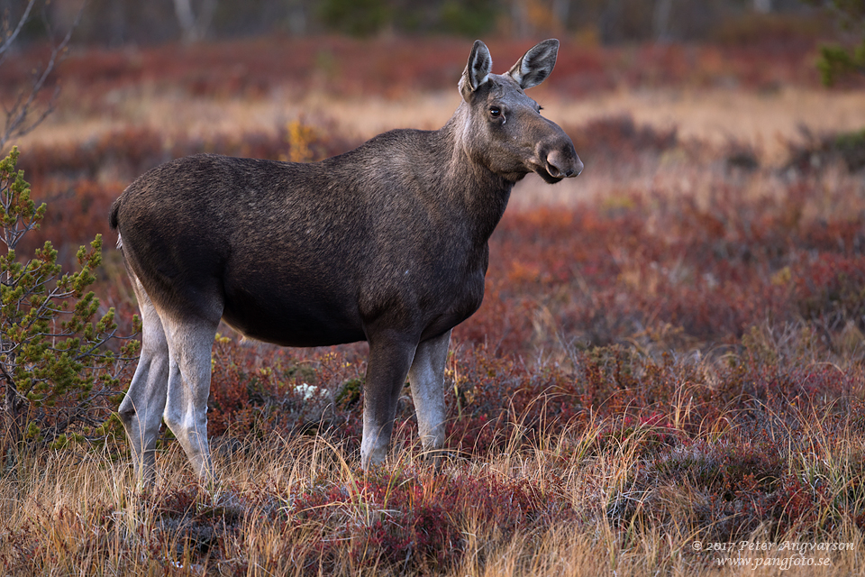 Älg, Dovre, Norge