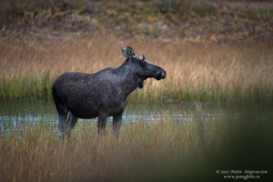 Älg, Dovre, Norge