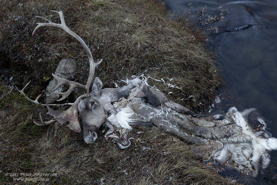 VIldren Dovrefjäll Dovrefjell