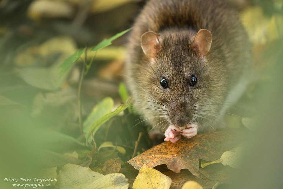 brunråtta brown rat