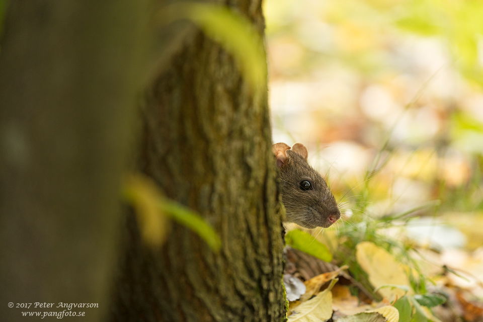 brunråtta brown rat