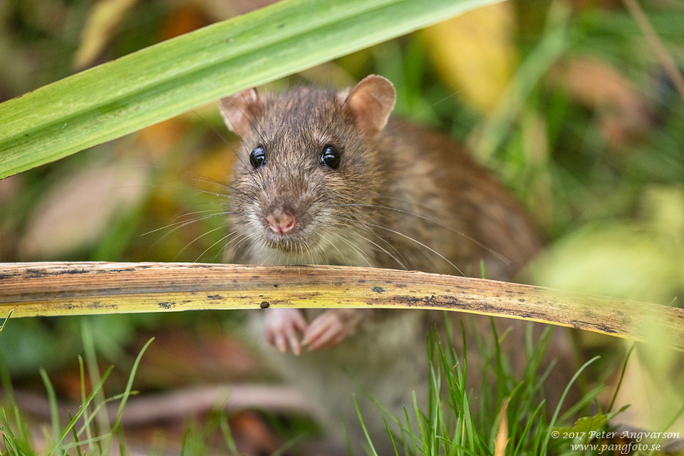 brunråtta brown rat