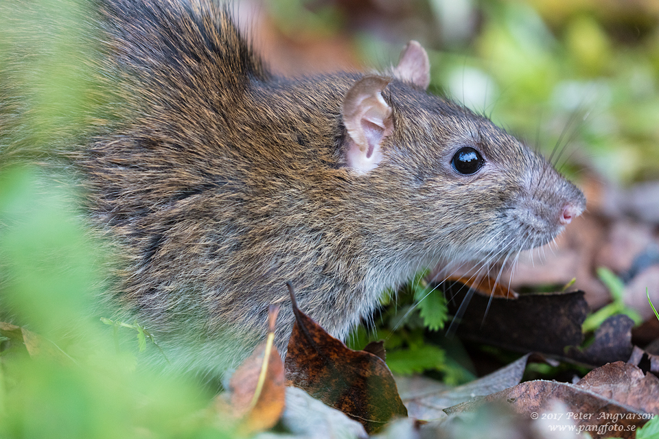 brunråtta brown rat