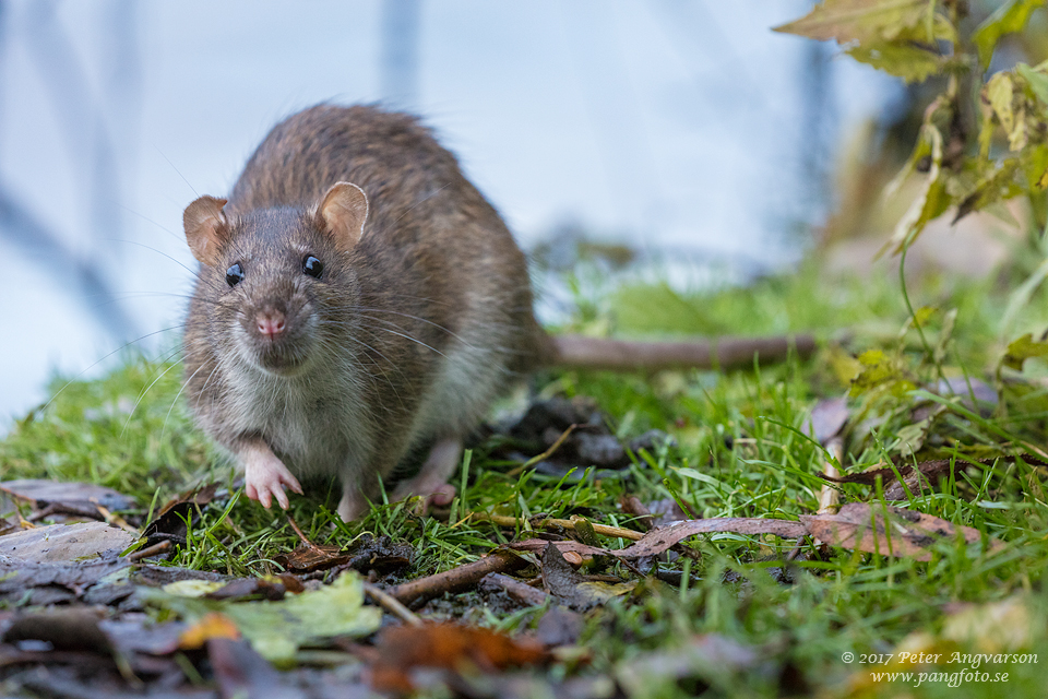 brunråtta brown rat