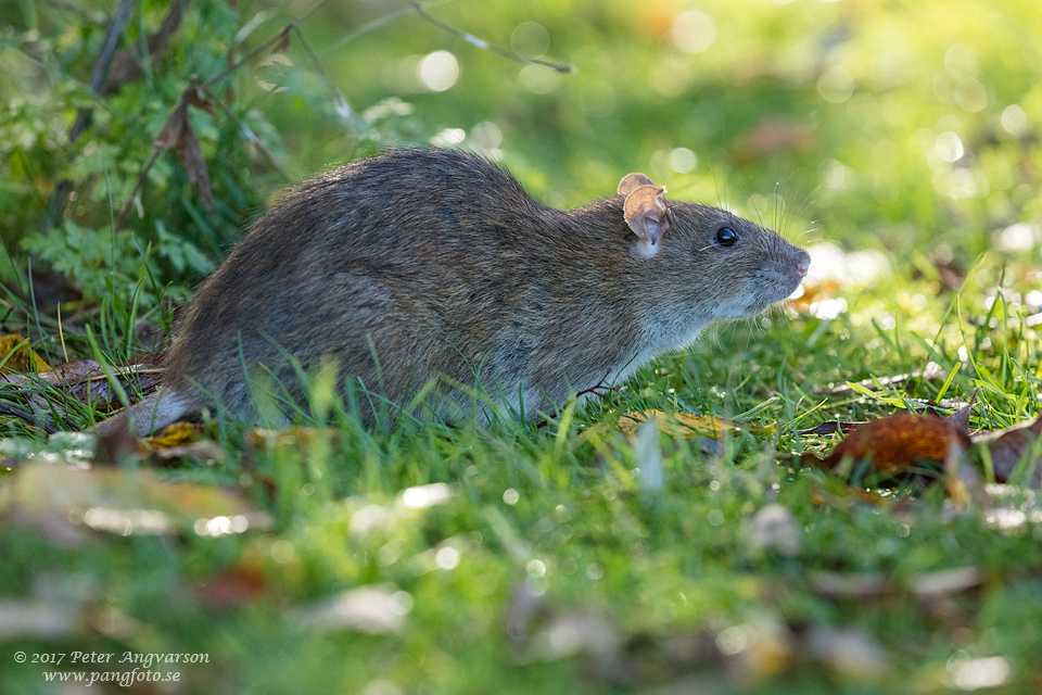 brunråtta brown rat