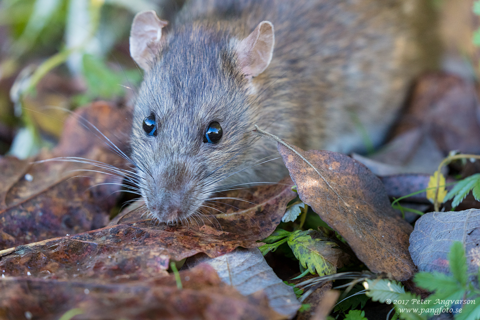 brunråtta brown rat