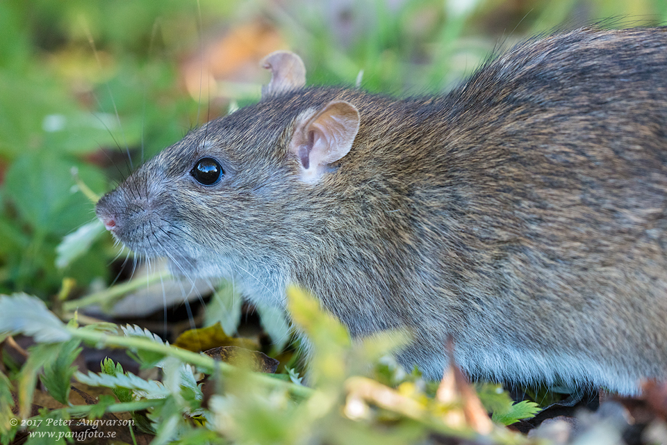 brunråtta brown rat