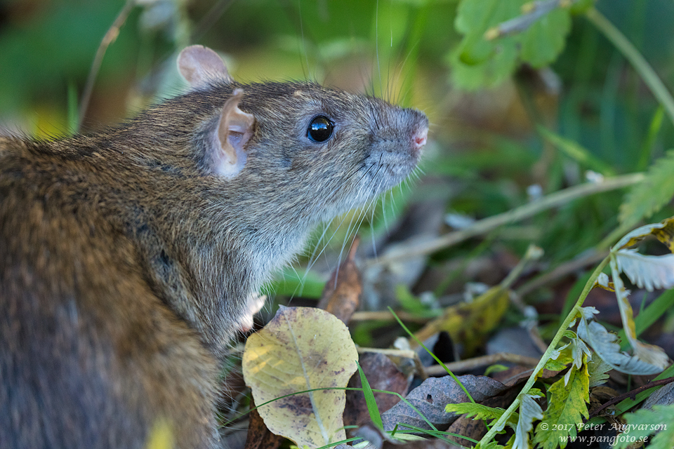 brunråtta brown rat