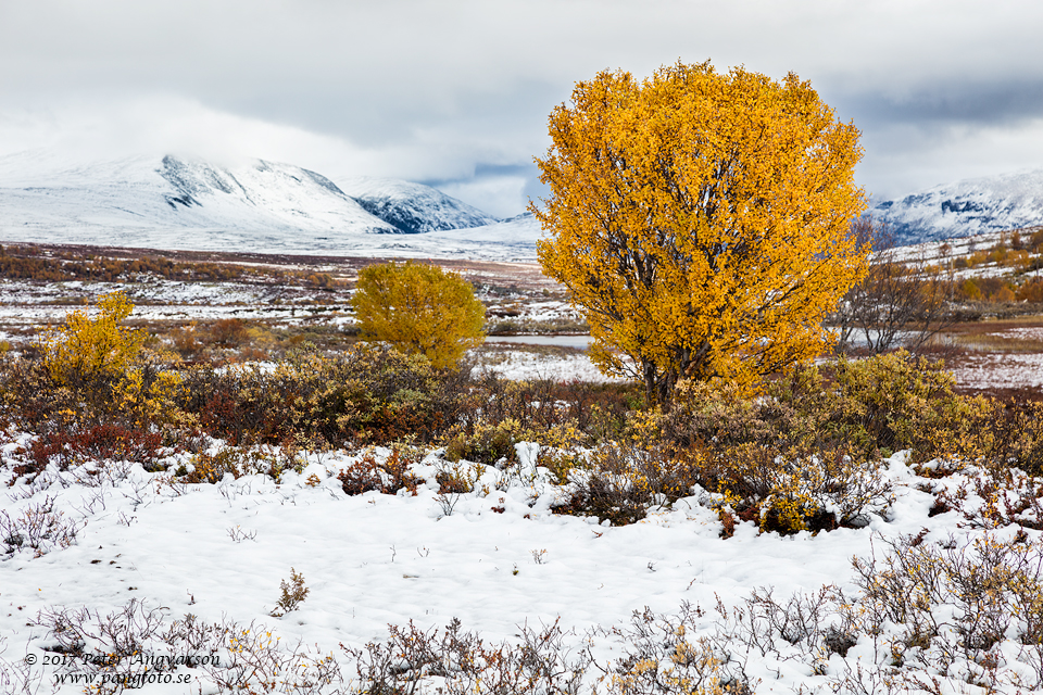 Dovrefjäll Dovrefjell Norge