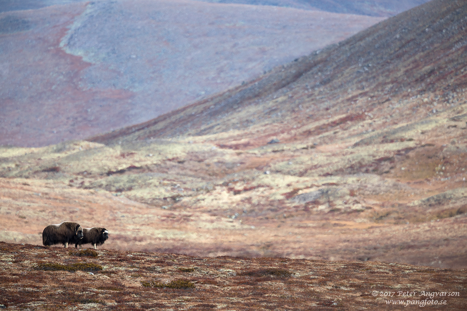 Myskoxe Dovrefjäll Norge