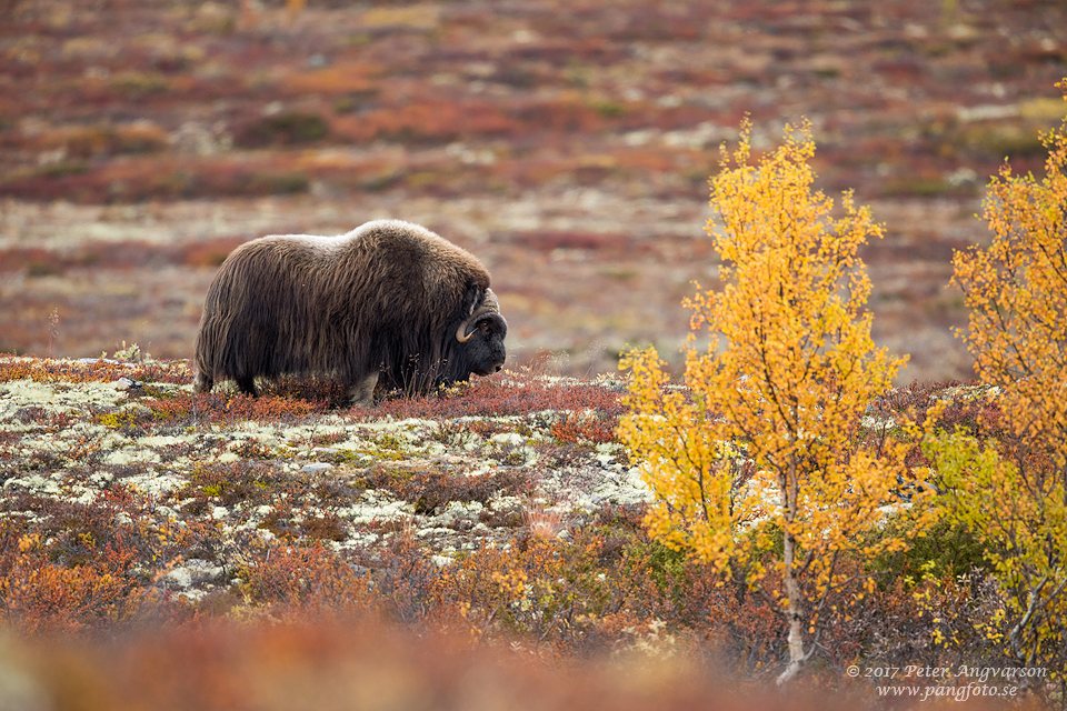 Myskoxe Dovrefjäll Norge