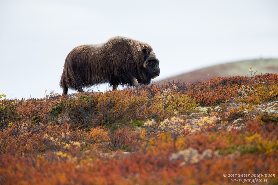 Myskoxe Dovrefjäll Norge